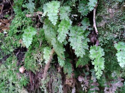 Hymenophyllum flabellatum, photographed by Leon Perrie