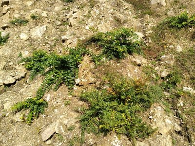 Coriaria sarmentosa, photographed by Leon Perrie