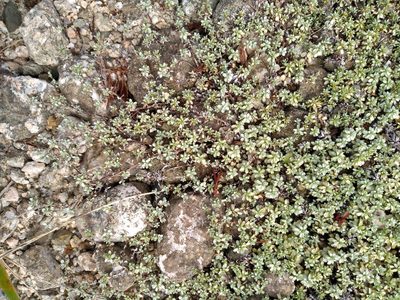 Raoulia tenuicaulis, photographed by Leon Perrie