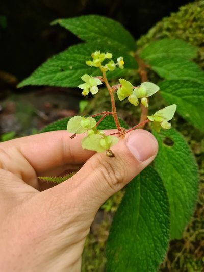 Begonia buddleiifolia, photographed by Michael Bakker Paiva