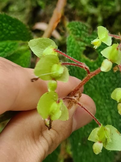 Begonia buddleiifolia, photographed by Michael Bakker Paiva