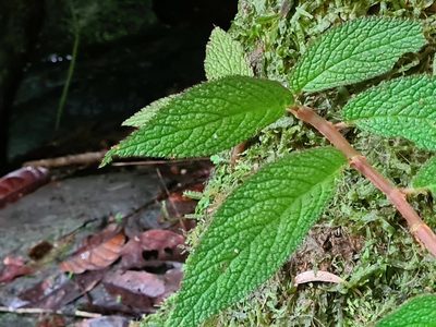 Begonia buddleiifolia, photographed by Michael Bakker Paiva