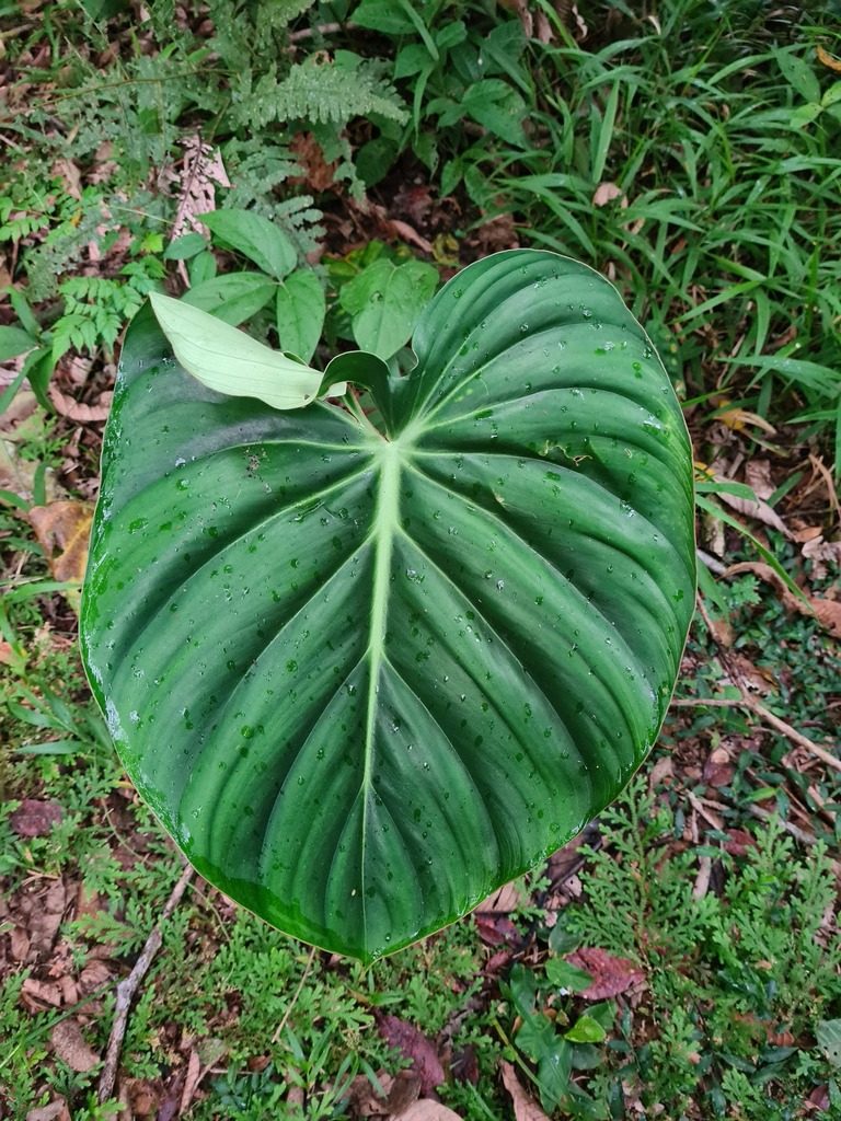 Philodendron pastazanum, photographed by Michael Bakker Paiva