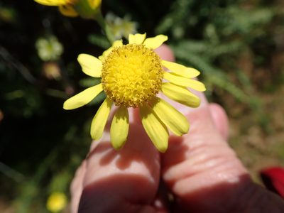 Senecio spiraeifolius, photographed by Peter Warren