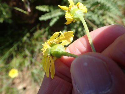 Senecio spiraeifolius, photographed by Peter Warren