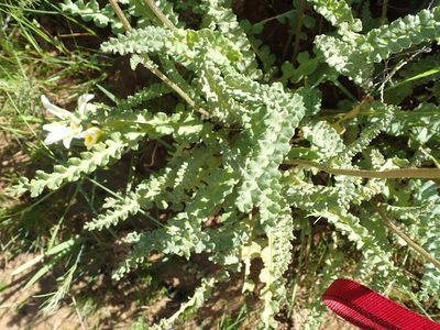 Senecio spiraeifolius, photographed by Peter Warren