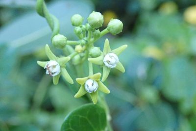 Cynanchum obtusifolium, photographed by Andrew Deacon