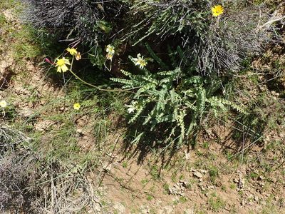 Senecio spiraeifolius, photographed by Peter Warren