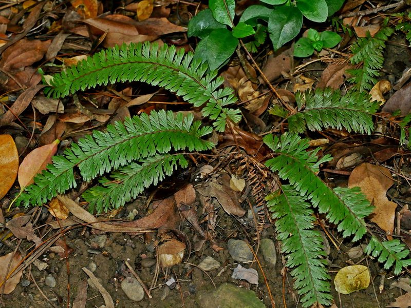 Adiantum caudatum, photographed by Jacy Chen