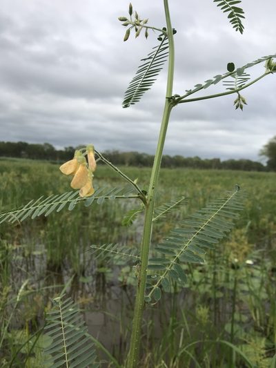 Sesbania bispinosa, photographed by rosshawkins