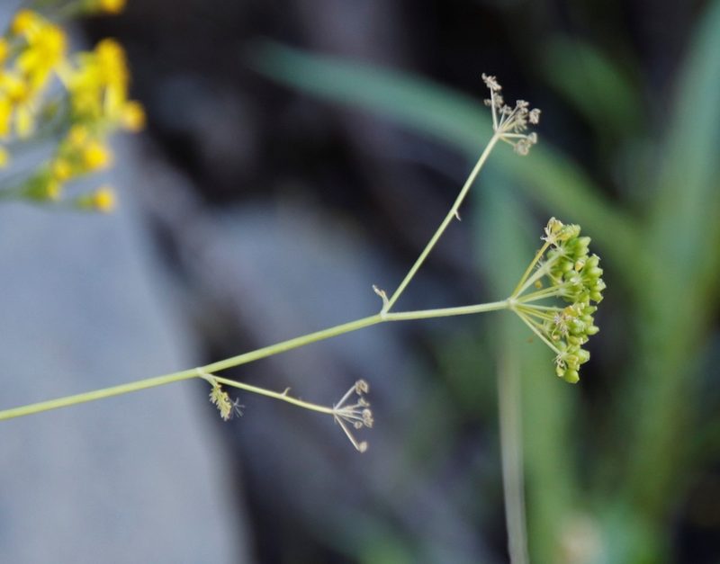 Conium fontanum, photographed by Tony Rebelo