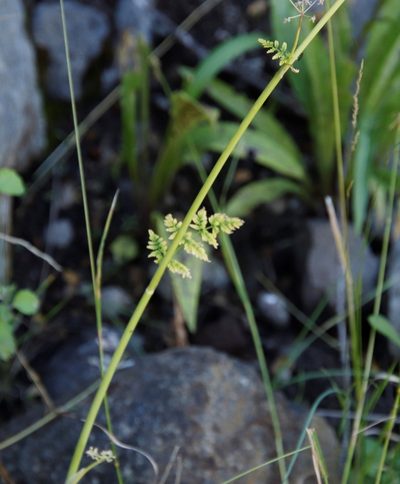 Conium fontanum, photographed by Tony Rebelo