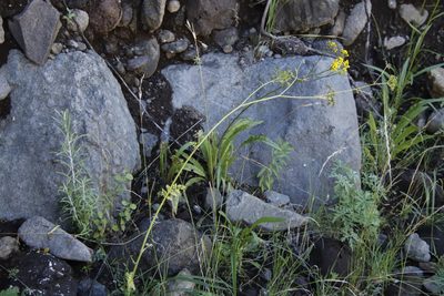 Conium fontanum, photographed by Tony Rebelo