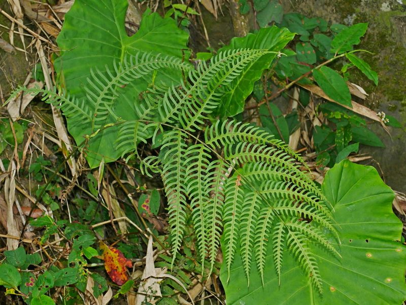 Pteris biaurita, photographed by Jacy Chen