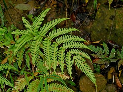 Pteris biaurita, photographed by Jacy Chen