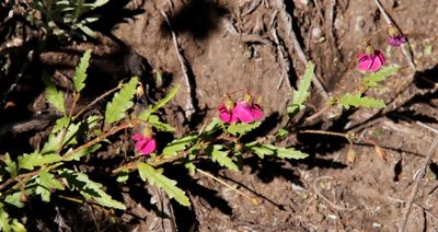 Hermannia coccocarpa, photographed by Tony Rebelo