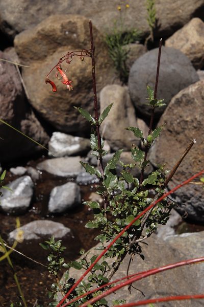 Phygelius capensis, photographed by Tony Rebelo