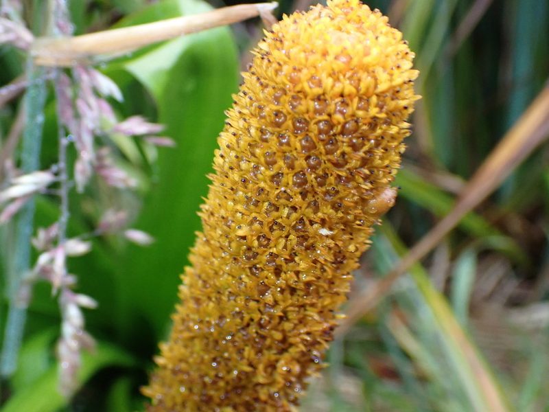 Bulbinella rossii, photographed by georgiasteel