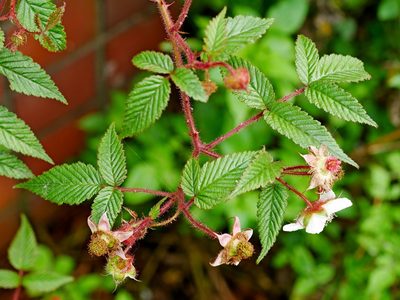 Rubus croceacanthus, photographed by Jacy Chen