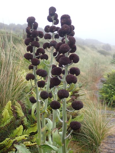 Pleurophyllum criniferum, photographed by georgiasteel
