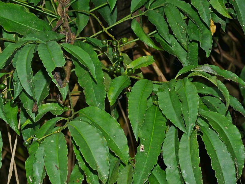 Ardisia polysticta, photographed by Jacy Chen