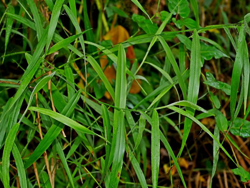 Panicum sarmentosum, photographed by Jacy Chen