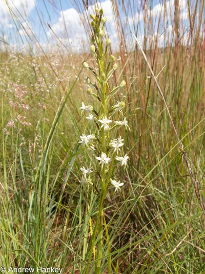 Habenaria afra, photographed by Andrew Hankey