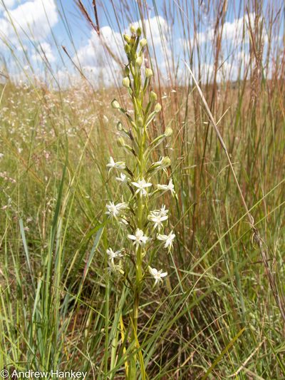 Habenaria afra, photographed by Andrew Hankey