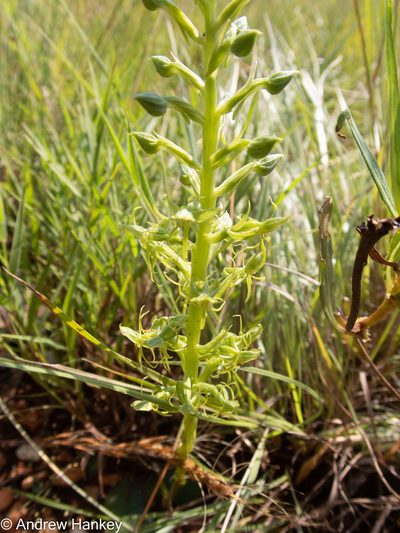 Habenaria lithophila, photographed by Andrew Hankey