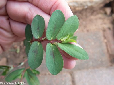 Euphorbia nutans, photographed by Andrew Hankey