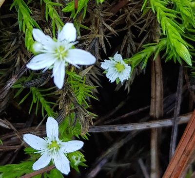 Arenaria lycopodioides, photographed by Eugenio Padilla
