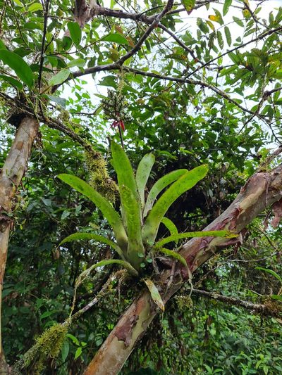 Aechmea angustifolia, photographed by Michael Bakker Paiva