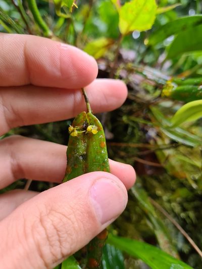 Pleurothallis dibolia, photographed by Michael Bakker Paiva