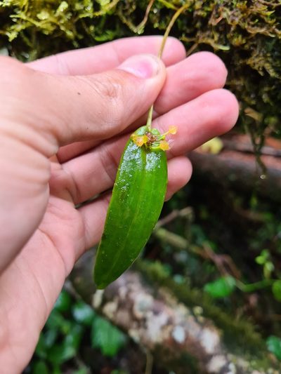 Pleurothallis dibolia, photographed by Michael Bakker Paiva