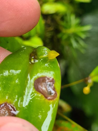 Pleurothallis dibolia, photographed by Michael Bakker Paiva