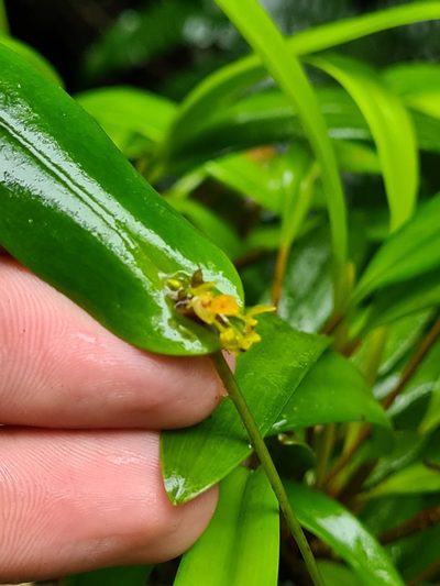 Pleurothallis dibolia, photographed by Michael Bakker Paiva