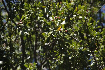 Rhamnus prinoides, photographed by Tony Rebelo