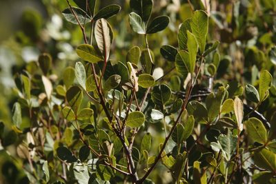 Searsia divaricata, photographed by Tony Rebelo