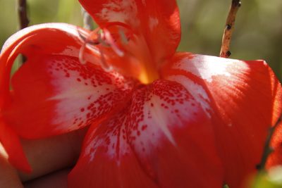 Gladiolus saundersii, photographed by Tony Rebelo