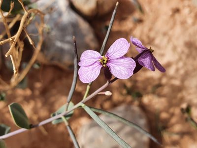 Moricandia suffruticosa, photographed by Mehdi Chetibi