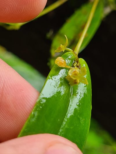 Pleurothallis dibolia, photographed by Michael Bakker Paiva