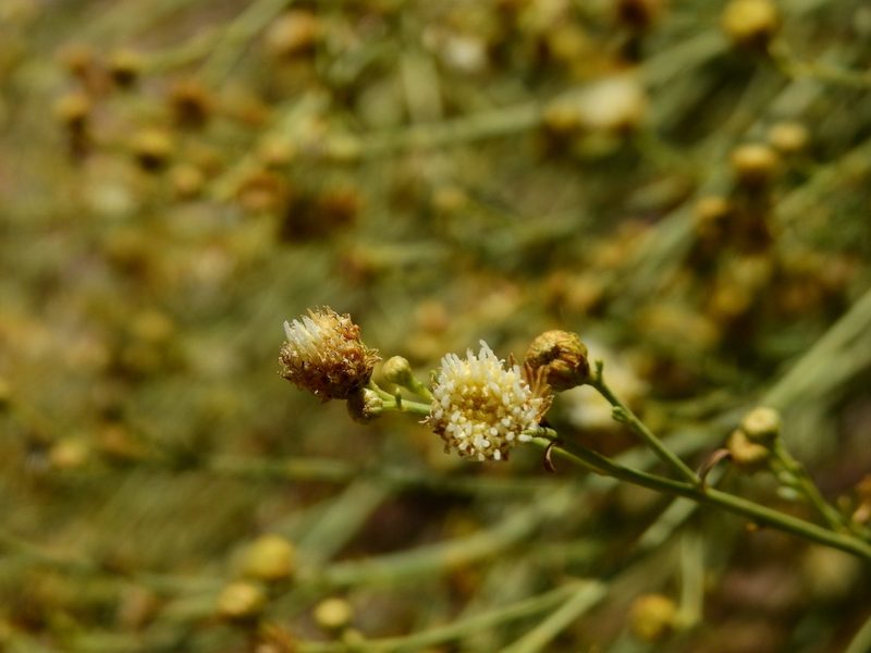 Baccharis retamoides, photographed by Guillermo Debandi