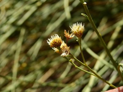 Baccharis retamoides, photographed by Guillermo Debandi