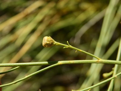 Baccharis retamoides, photographed by Guillermo Debandi