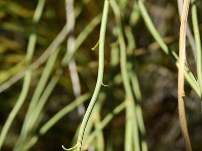Baccharis retamoides, photographed by Guillermo Debandi