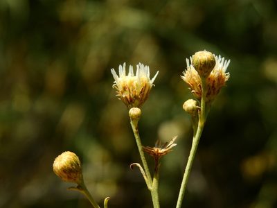 Baccharis retamoides, photographed by Guillermo Debandi