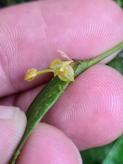Pleurothallis dibolia, photographed by Michael Bakker Paiva