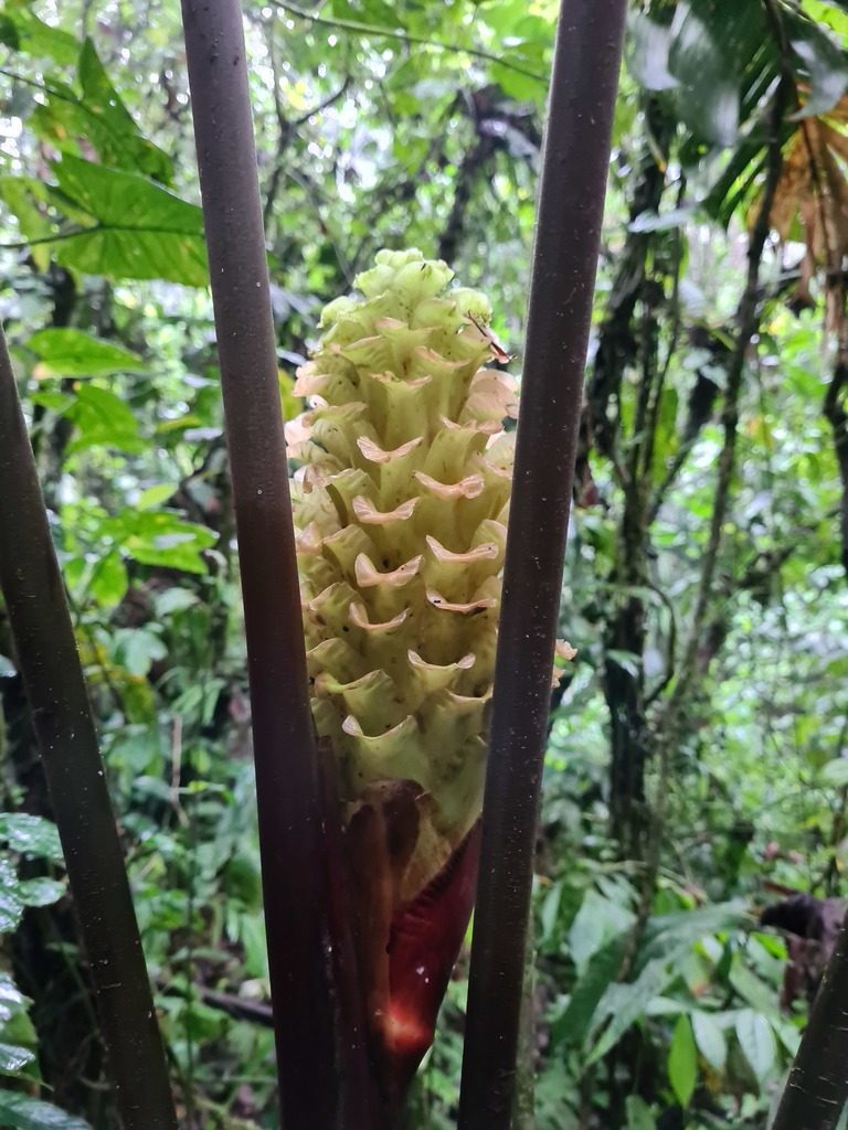 Calathea guzmanioides, photographed by Michael Bakker Paiva