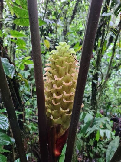 Calathea guzmanioides, photographed by Michael Bakker Paiva