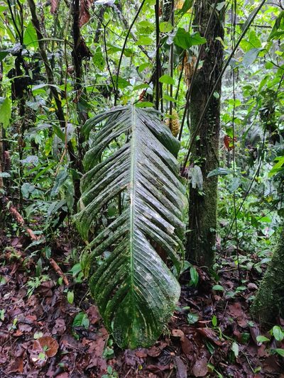 Calathea guzmanioides, photographed by Michael Bakker Paiva